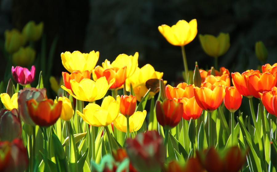 yellow-tulip